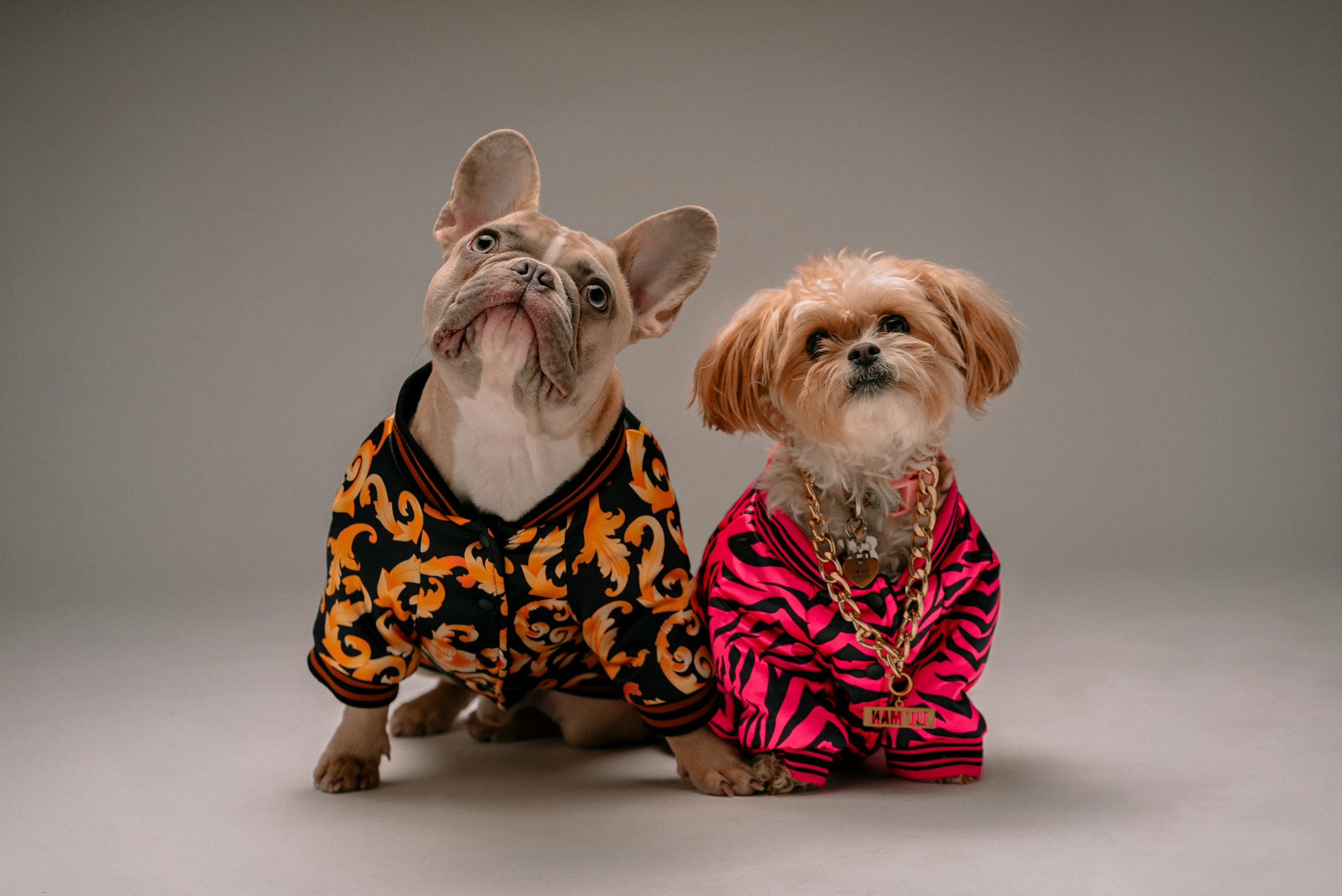 8 Easy Dog Costumes Made From a Single T-Shirt