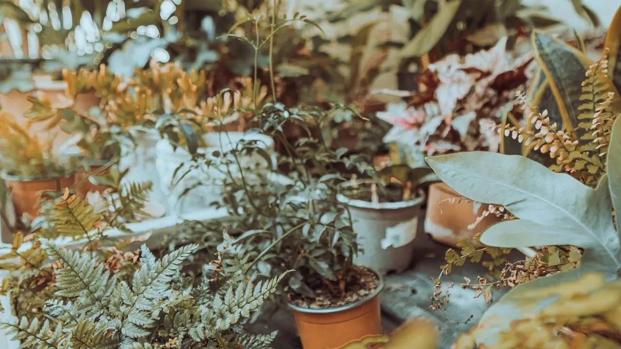 Watering Houseplants Could Be Quietly Draining Their Soil: How Often to Change It