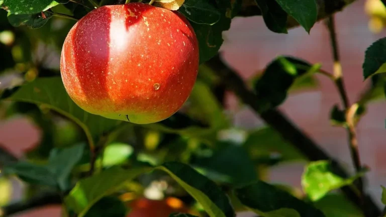 The Mystery of the Stenkyrke Apple: Gardeners Seek the True Name of Gotland’s Stone Church Variety - Featured image