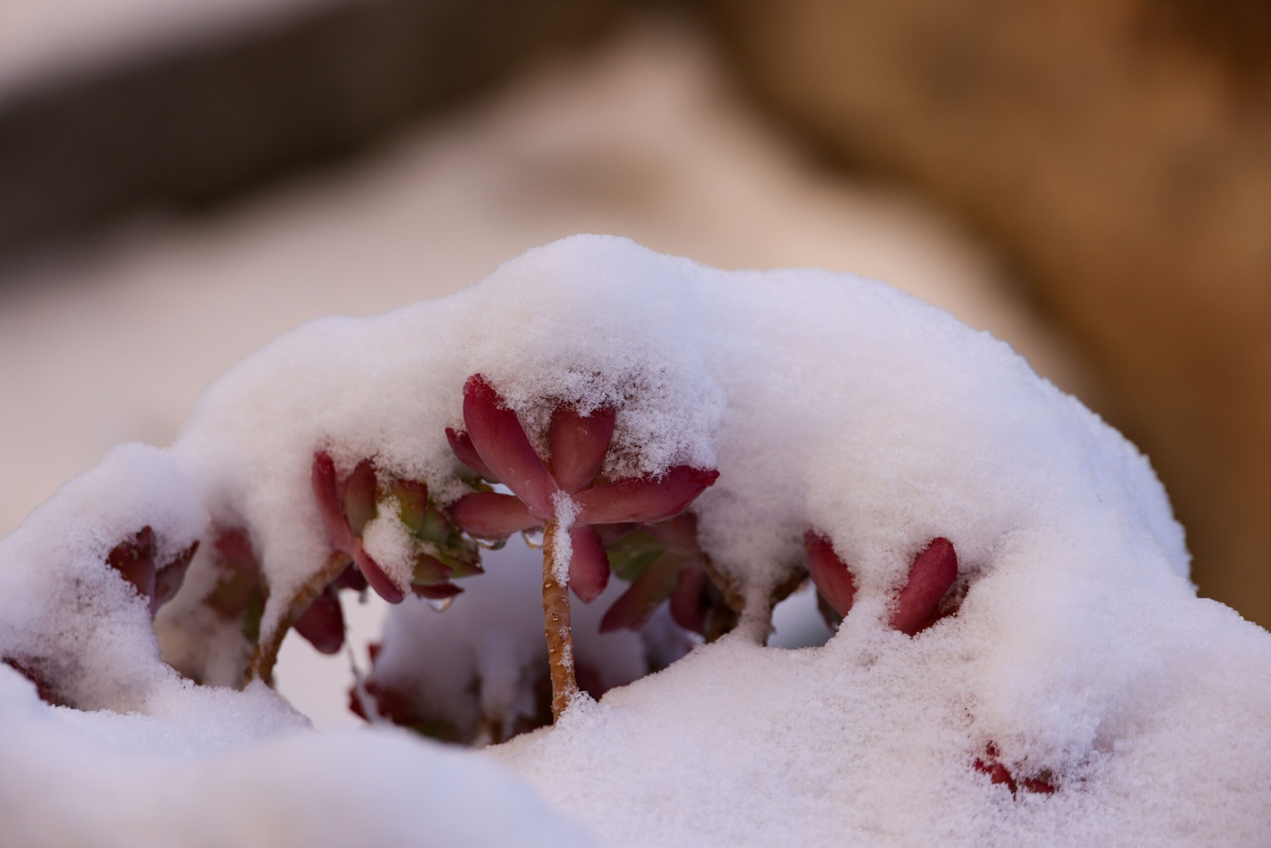 7 Plants to Get in the Ground Before the First Frost