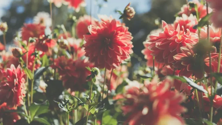 Cultivating 100 Dahlias: From Hobby to Head Gardener - Featured image