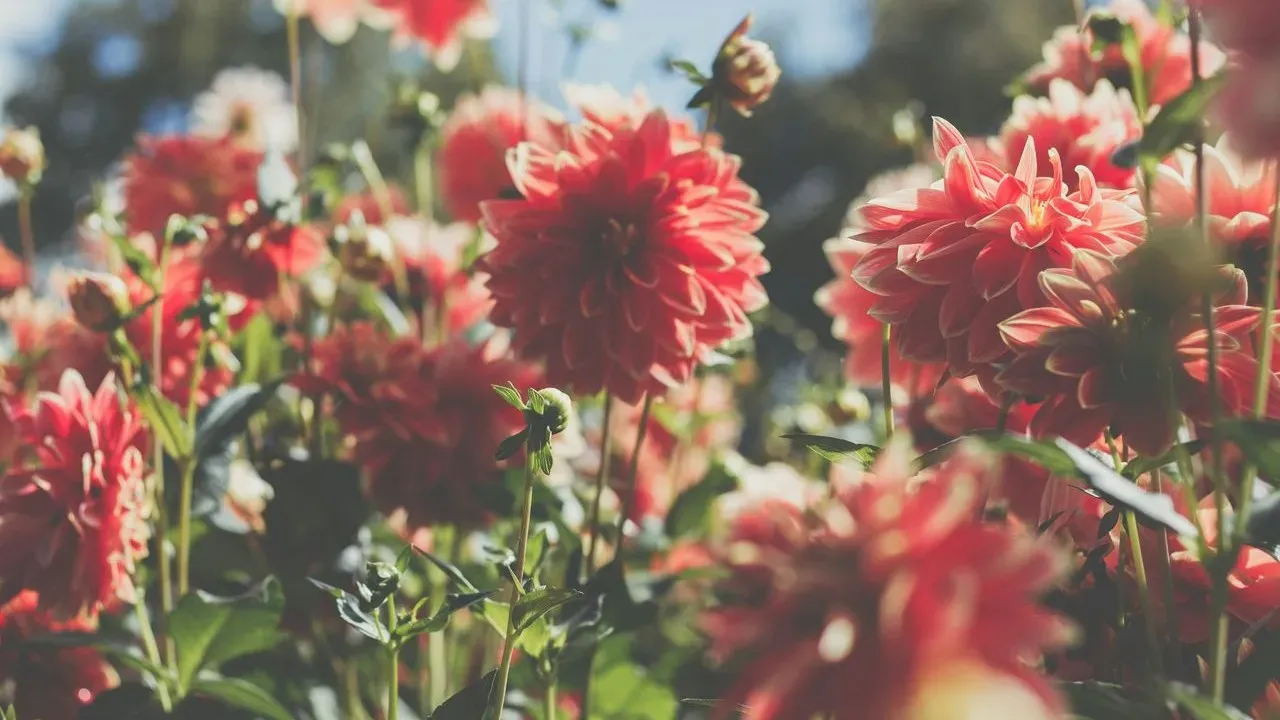Cultivating 100 Dahlias: From Hobby to Head Gardener
