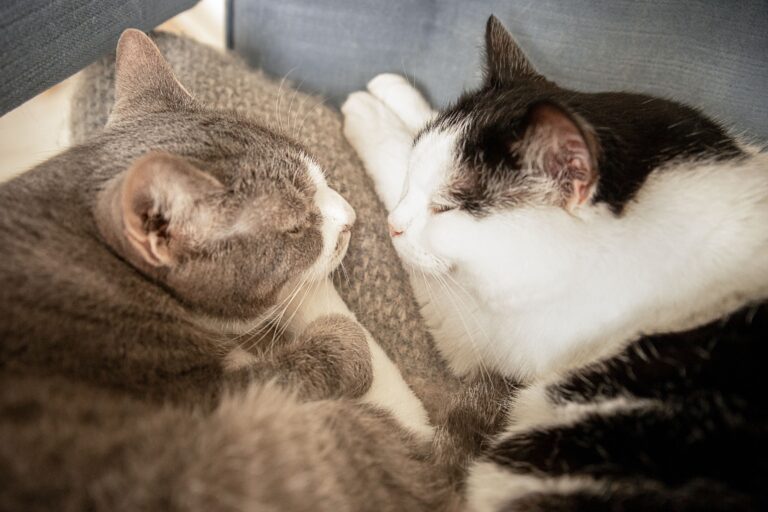 Why Cats Sit on Your Chest the Moment You Lie Down - Featured image