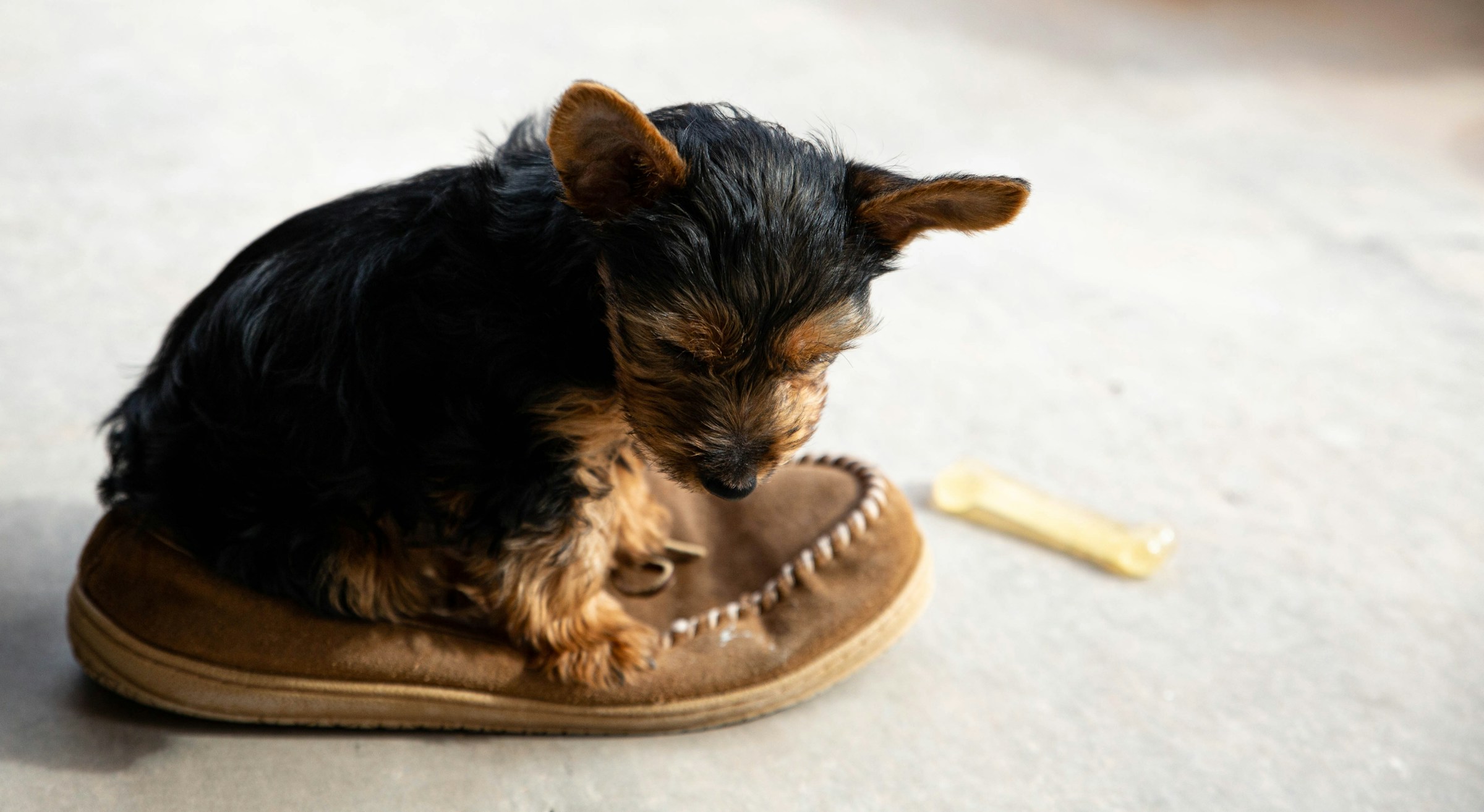 Why Dogs Bring You a Shoe the Moment You Walk in the Door