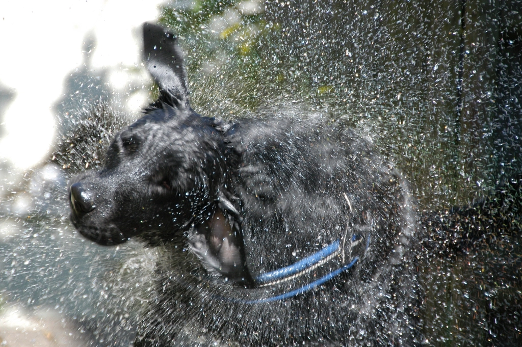 Why Dogs Shake Off When They're Not Even Wet