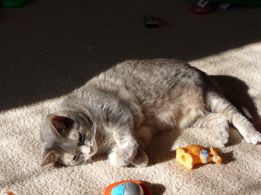 Why Some Cats Drool When They're Happy