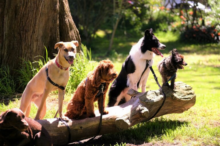 5 Dog Breeds That Tend to Live the Longest - Featured image