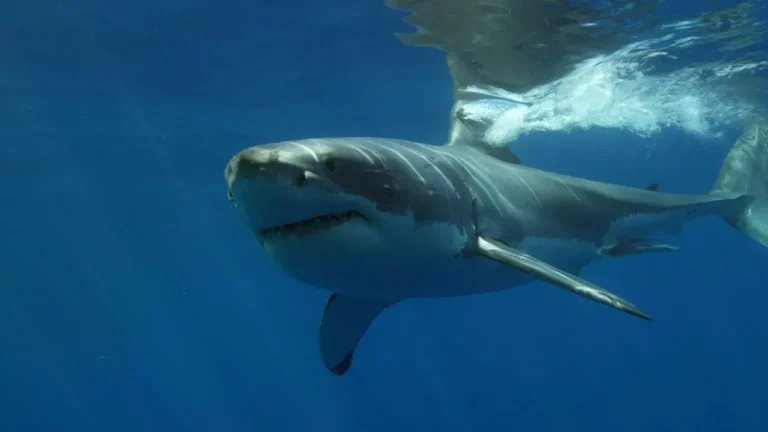 Kayaker Bitten by Shark Off Malibu During Release - Featured image