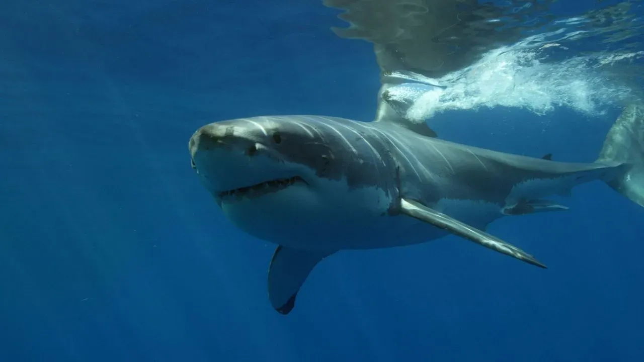 Kayaker Bitten by Shark Off Malibu During Release