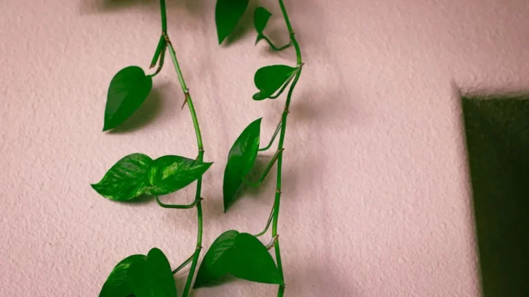 Grow a Lush Indoor Jungle With Pothos Companions - Featured image