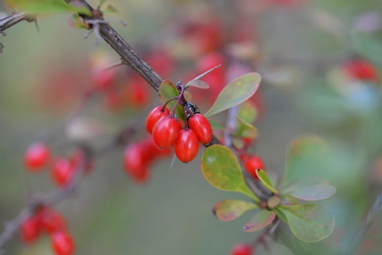 10 Winter Berries That Bring Birds Flocking to Your Yard - Featured image