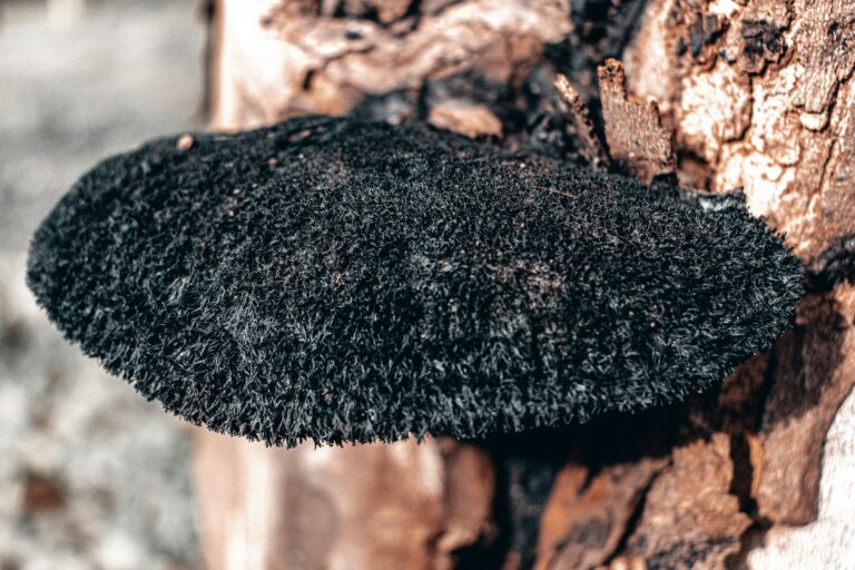The Black Growths on Cherry and Plum Branches Gardeners Should Never Ignore - Featured image