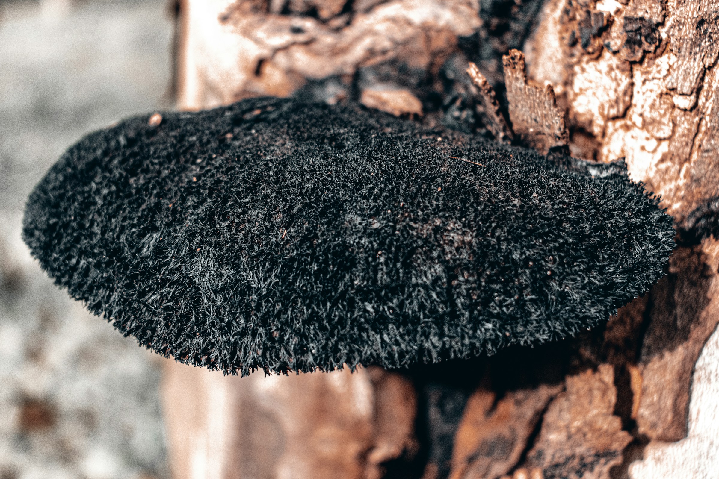 The Black Growths on Cherry and Plum Branches Gardeners Should Never Ignore