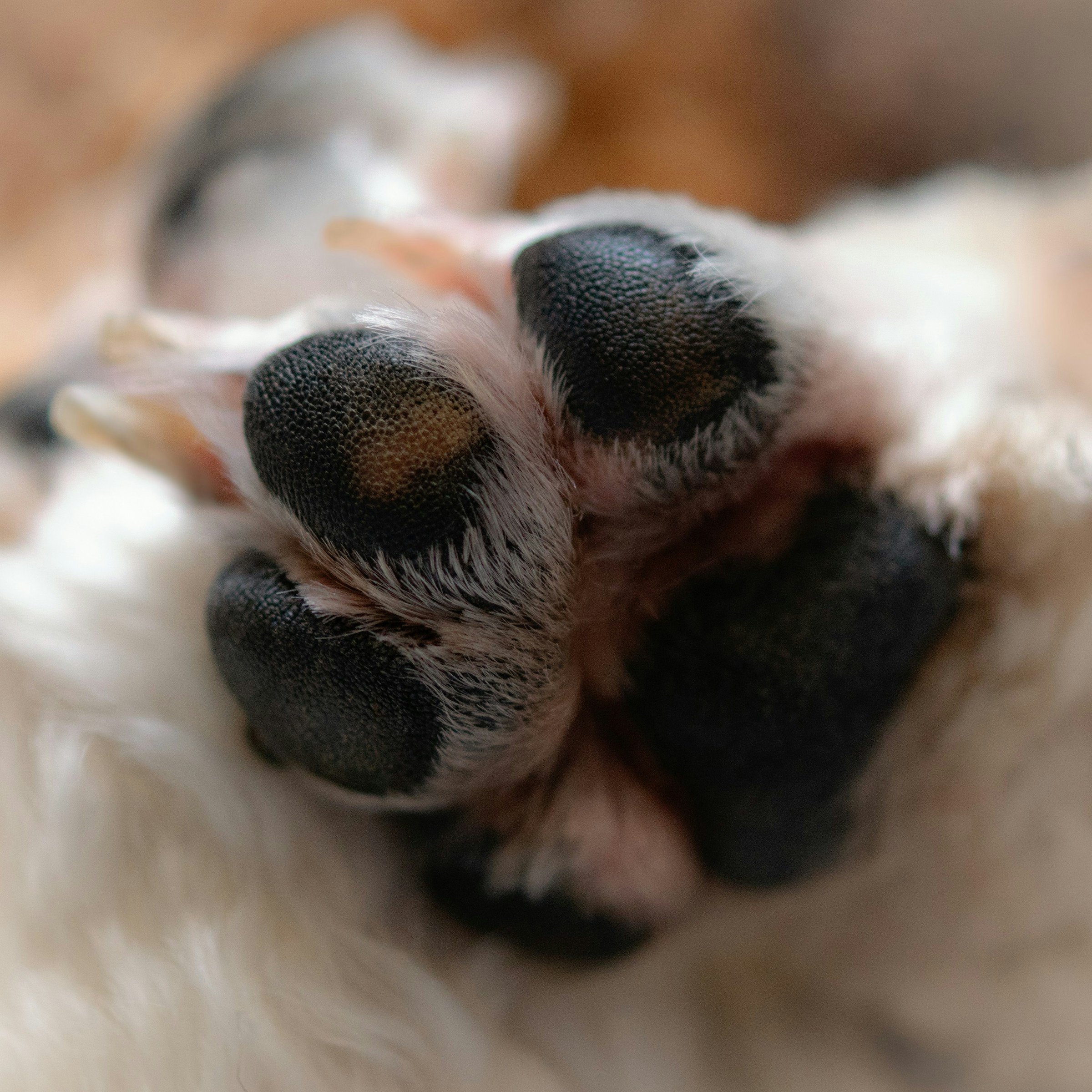 Why Your Dog's Paws Smell Like Corn Chips