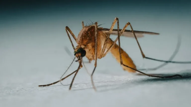 Heat Wave Fuels SoCal Mosquito Surge - Featured image
