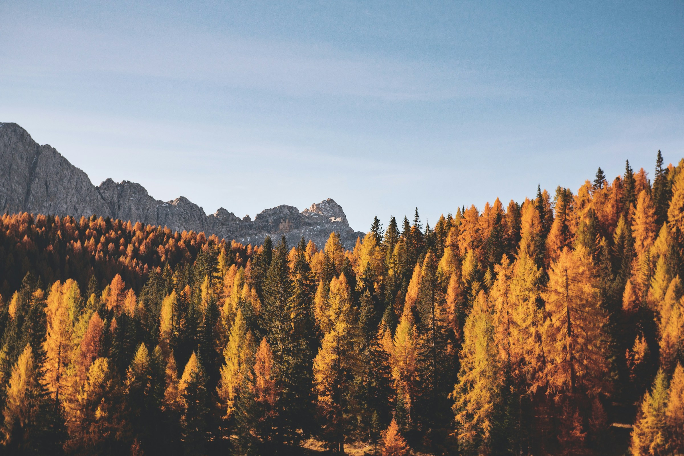 Why Arborists Say Fall Is the Best Time to Plant a Tree