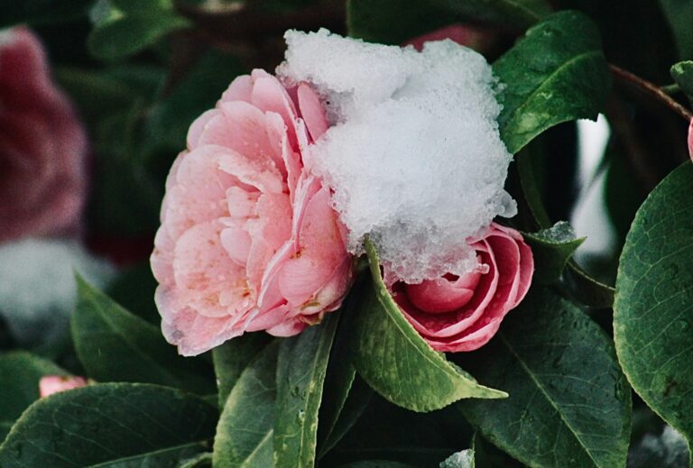 6 Garden Plants That Survive Winter Without Any Help - Featured image