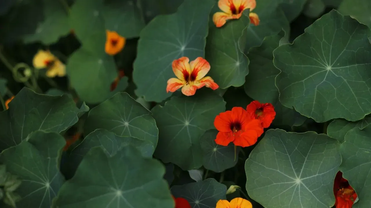 Protect Your Edible Nasturtiums Through Winter Cold