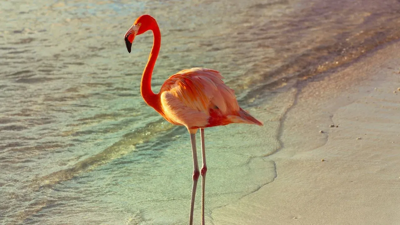 Canadian Tourist Guilty in Peachy Flamingo Theft
