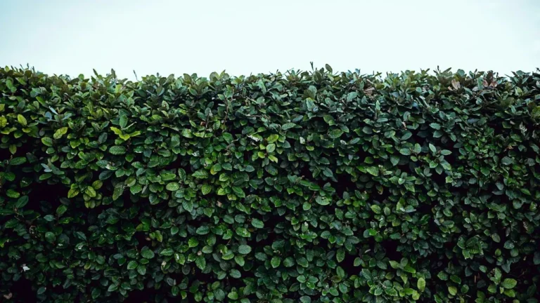 In Historic Greenbelt, Evergreen Hedges Reveal Their Limits in Small Yards - Featured image
