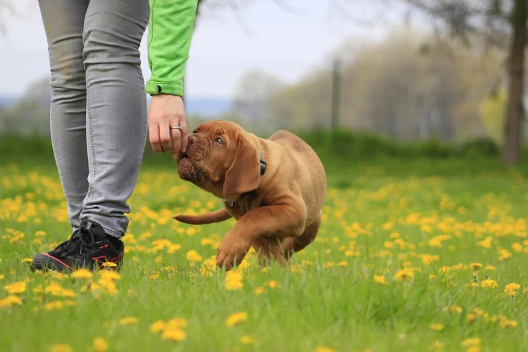 10 Things Your Dog's Poop Can Tell You About Their Health - Featured image