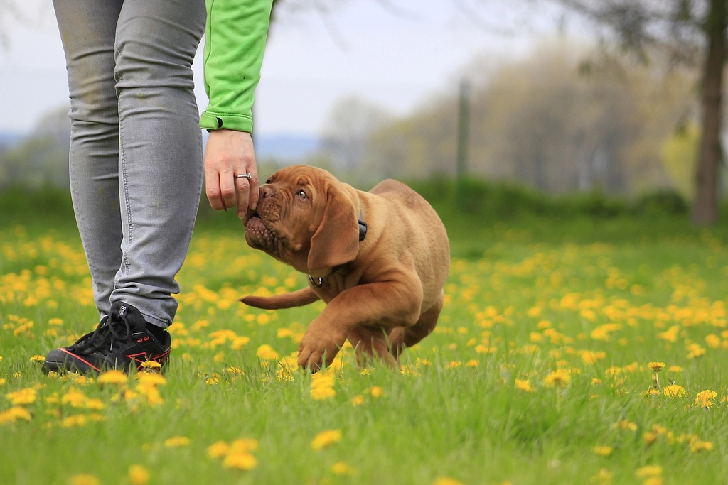 10 Things Your Dog's Poop Can Tell You About Their Health