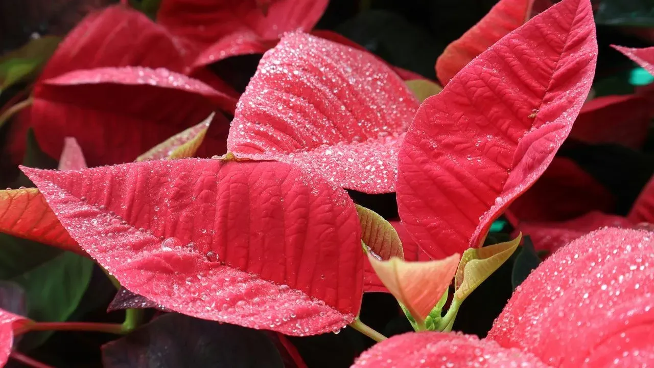 The Poinsettia Watering Mistake That Makes Holiday Plants Droop