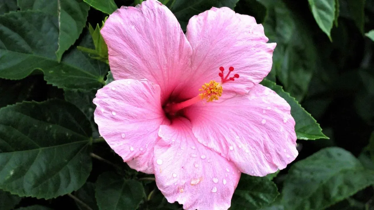 Shield Hibiscus From Frost Indoors This Winter