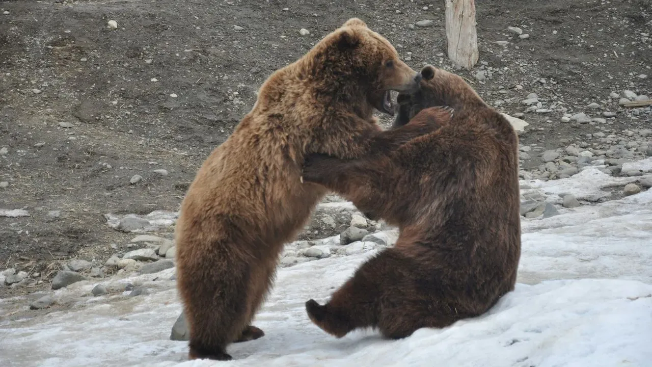 La Cañada Resident Shares Video of Bear Appearing to Box With Back-Porch Punching Bag
