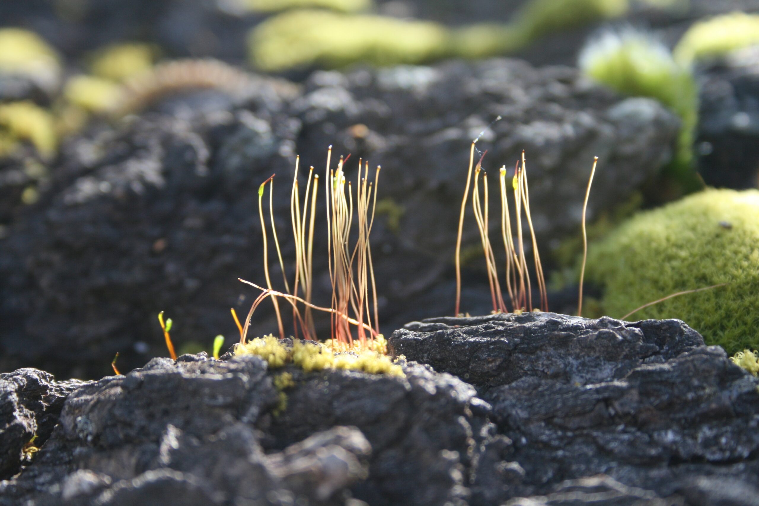 Moss Taking Over the Lawn: What It Reveals About the Soil Underneath