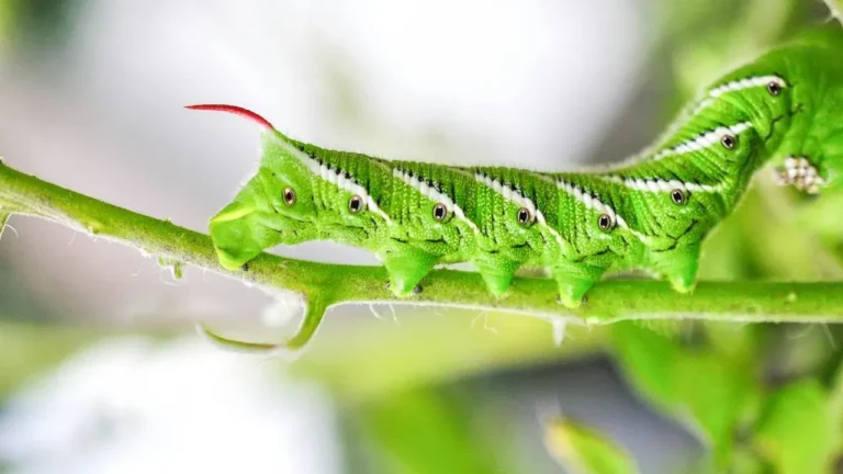 The Caterpillar That Strips Tomato Plants Overnight Becomes a Hawk Moth Pollinator - Featured image