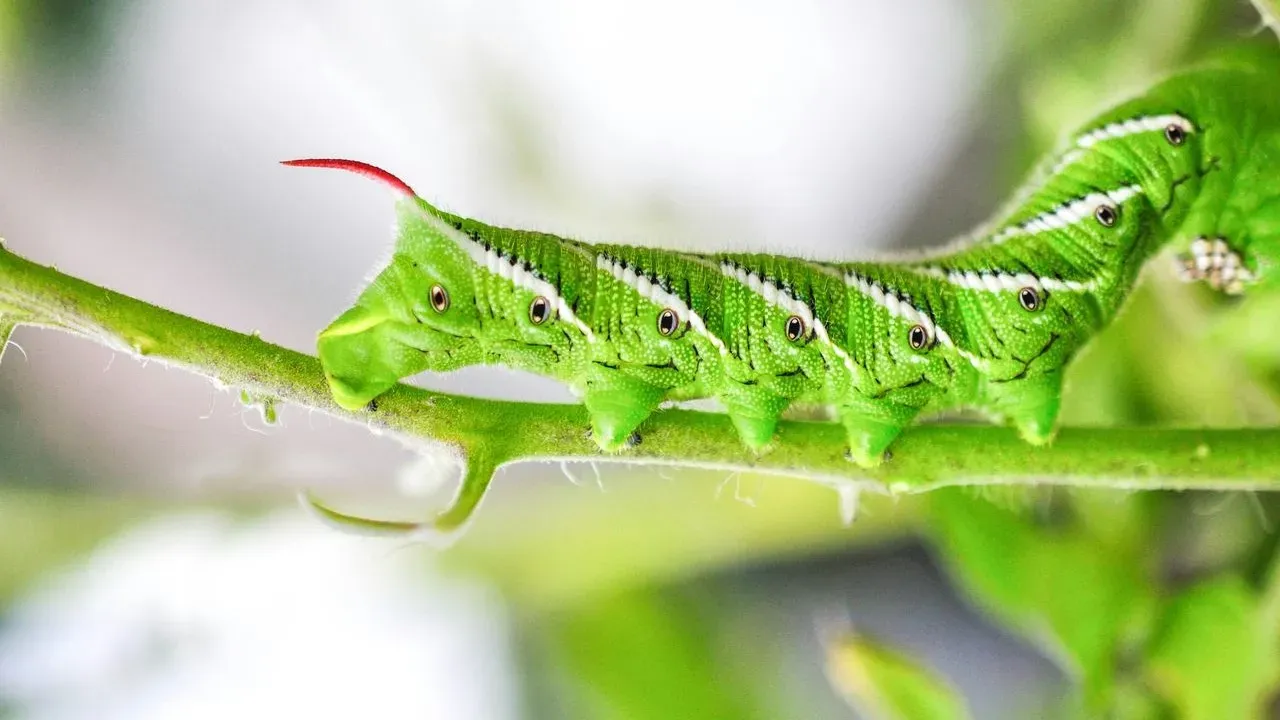 The Caterpillar That Strips Tomato Plants Overnight Becomes a Hawk Moth Pollinator