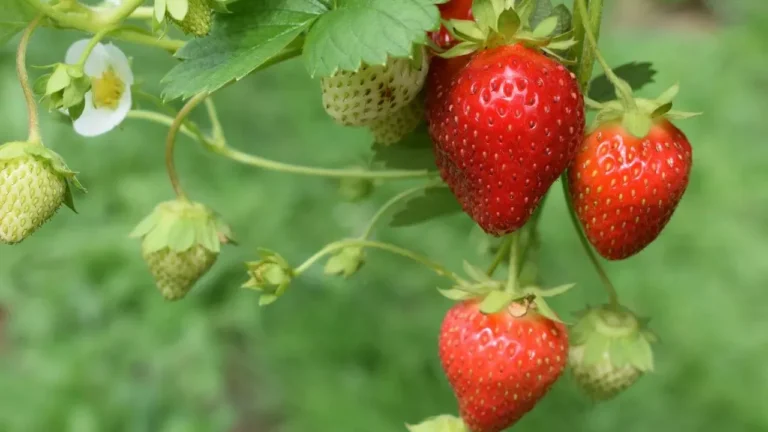 Shield Strawberry Plants From Winter Frost Now - Featured image