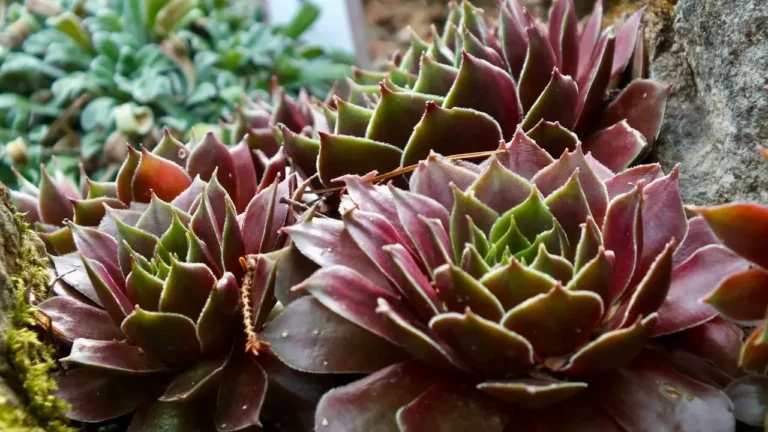 9 Resilient Plants That Bring Lasting Color to Dry, Difficult Garden Spots - Featured image