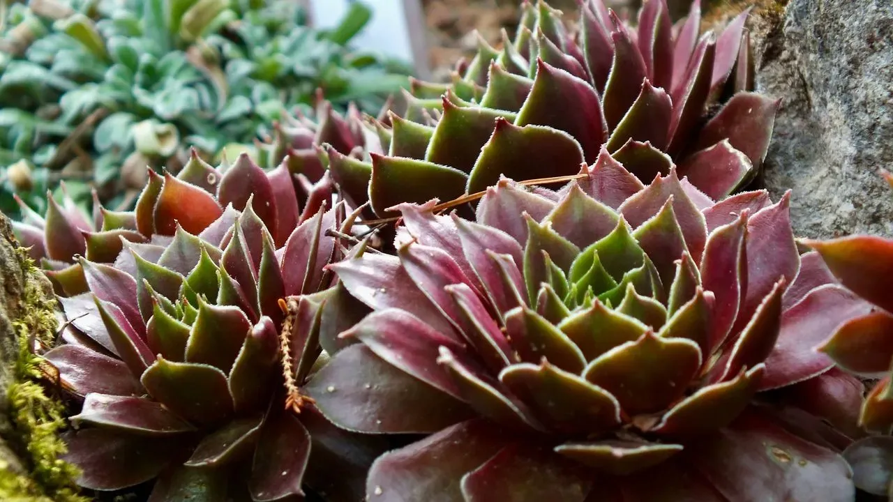 9 Resilient Plants That Bring Lasting Color to Dry, Difficult Garden Spots