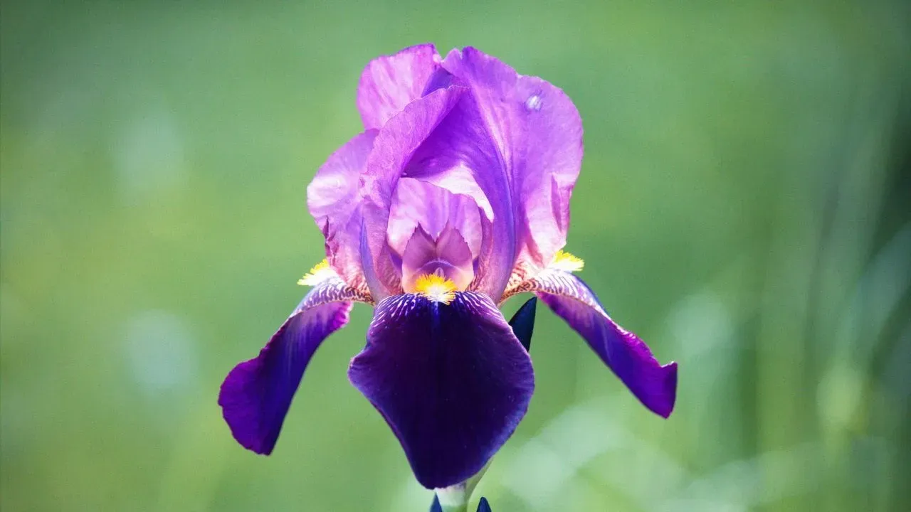 Walking Iris: Blooms That Spread Through Beds