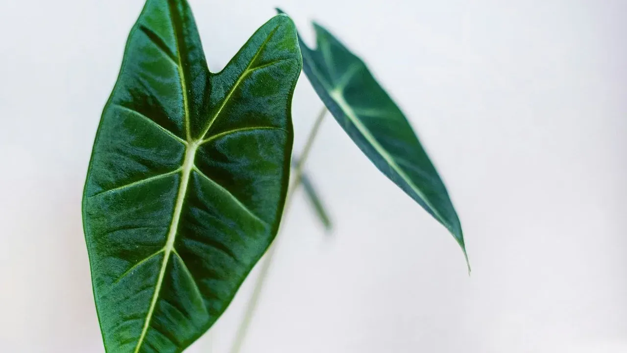 Grow Alocasia for Its Velvety Metallic Leaves at Home