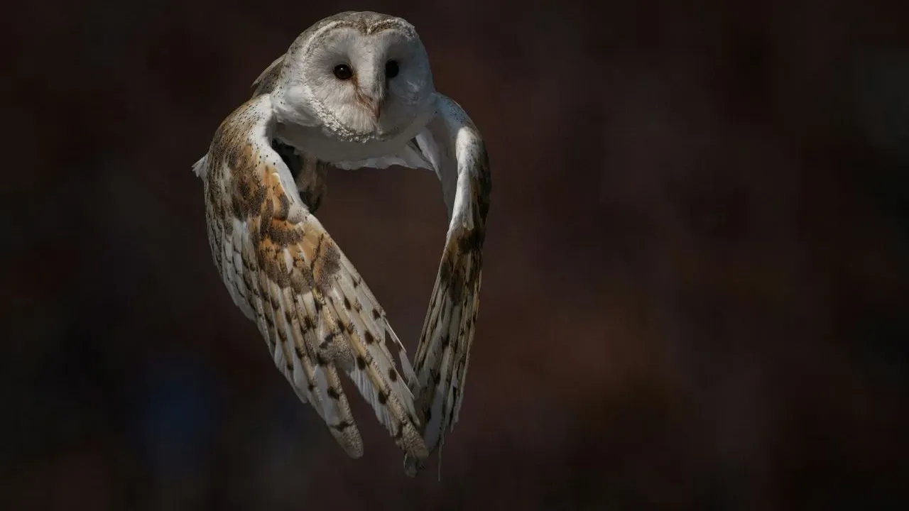 Rare Barn Owls Find Home in Manhattan's Upper West Side Water Tower