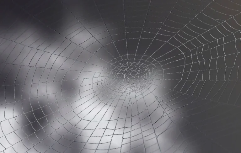 Why Spider Webs Suddenly Cover Your Yard in Early Fall - Featured image