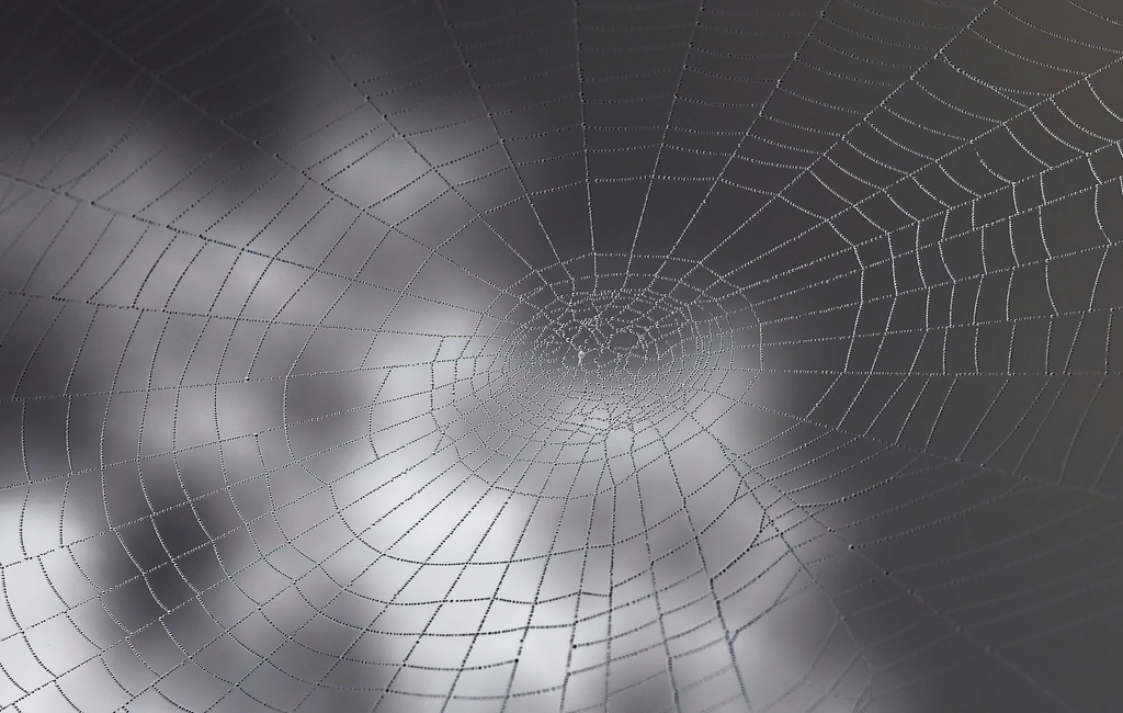 Why Spider Webs Suddenly Cover Your Yard in Early Fall