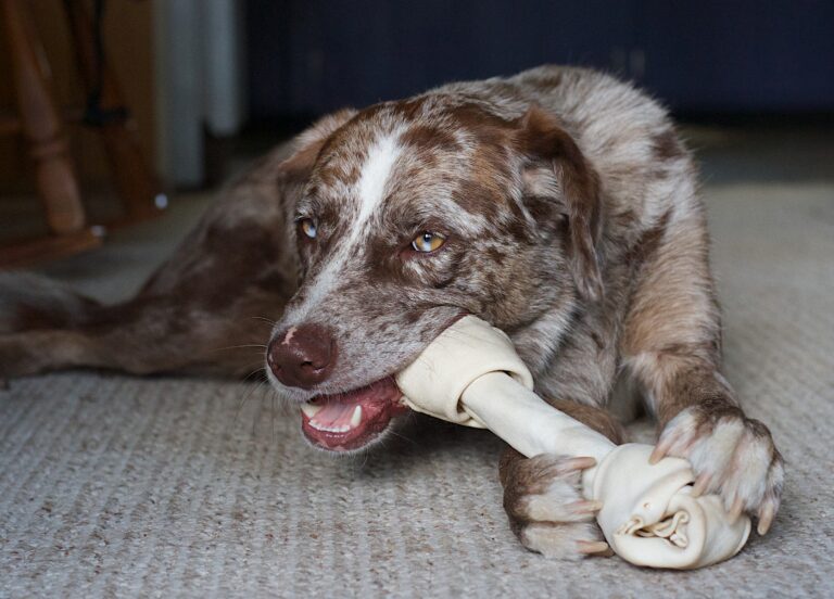 Why Dogs Turn Their Back to You – and Why It's a Compliment - Featured image