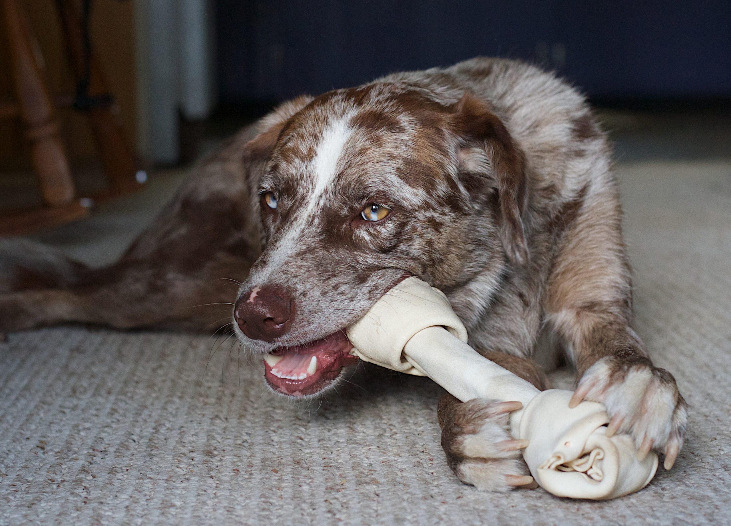 Why Dogs Turn Their Back to You – and Why It's a Compliment
