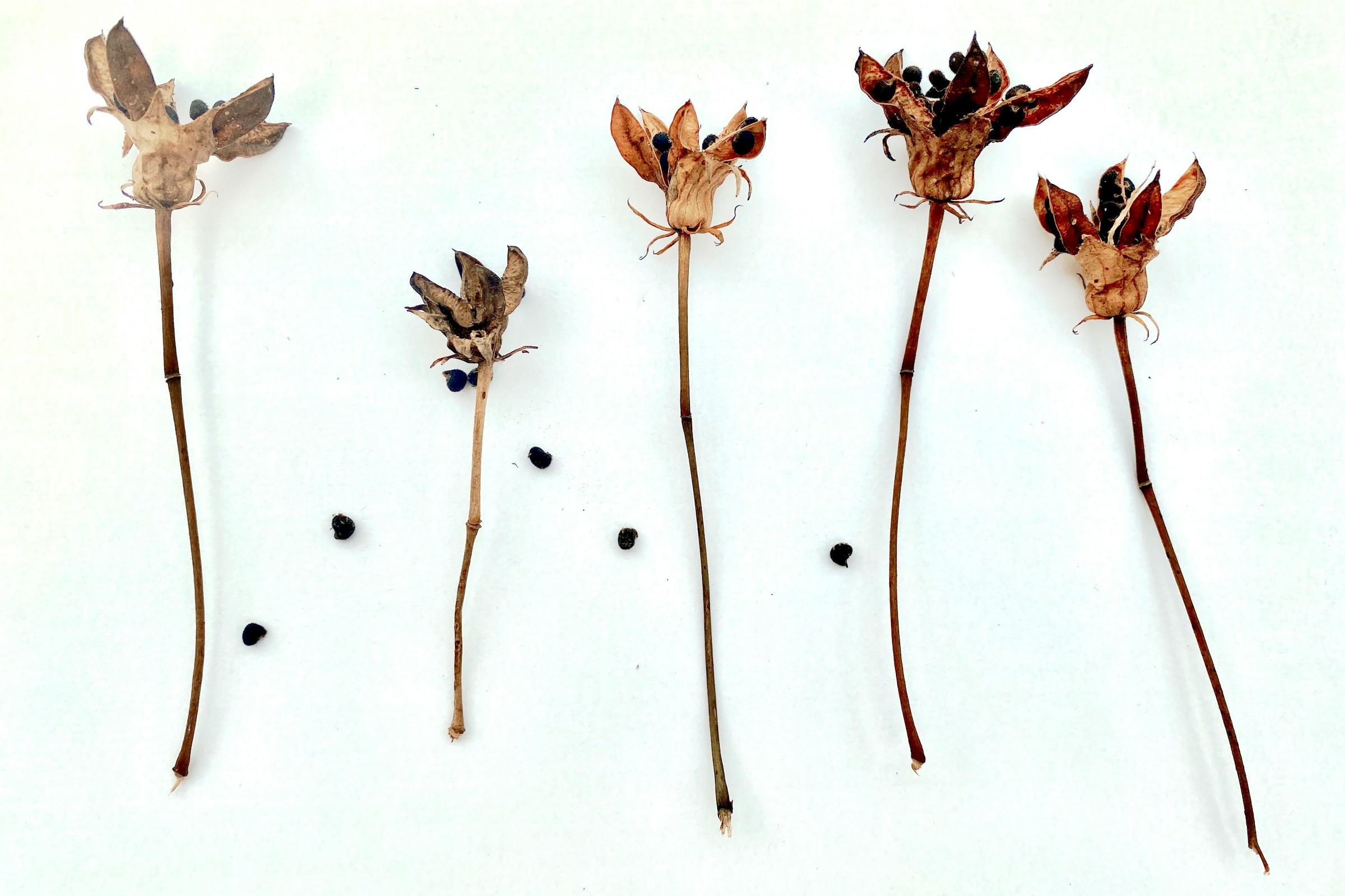 Why Garden Experts Store Leftover Seeds in the Freezer