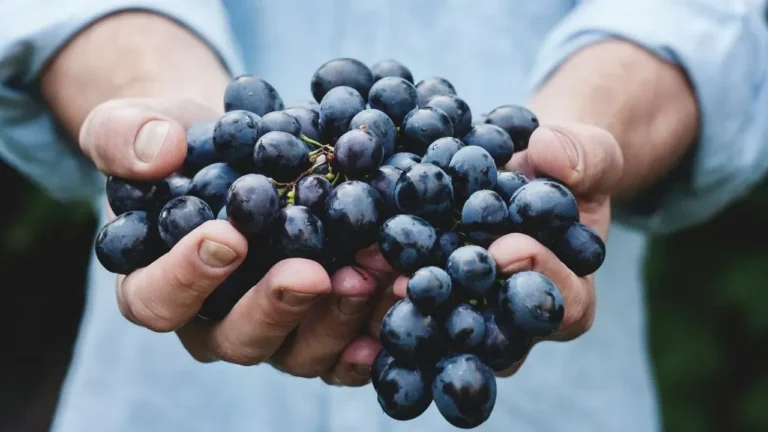 Moët Hennessy Turns to AI to Spot Fungus on Grapevines Early - Featured image