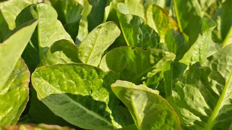 America’s Largest Cyclospora Outbreak Is Over, but the Next Lettuce Crop Is Already Going in the Ground - Featured image