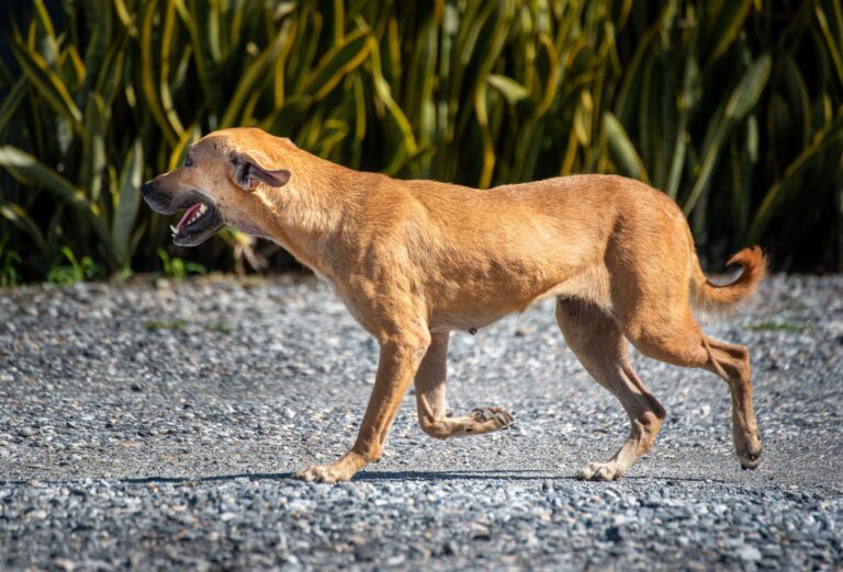 The Limp That Comes and Goes That Vets Say Owners Shouldn't Ignore - Featured image