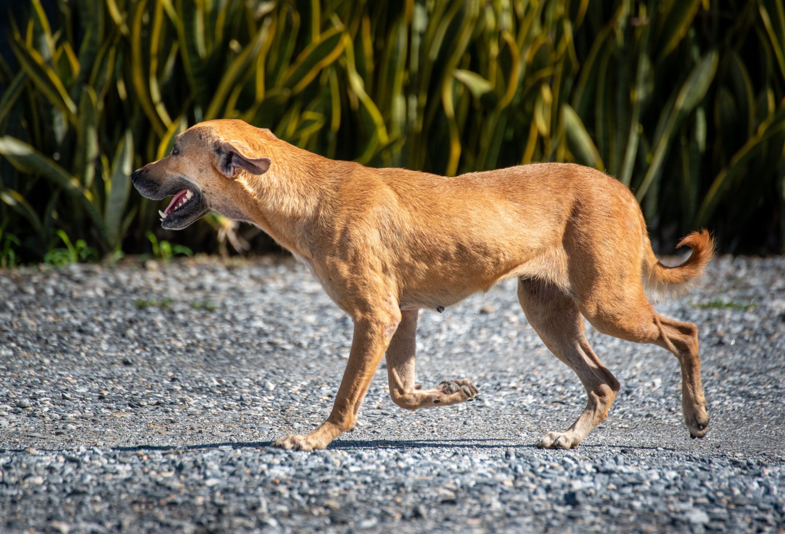 The Limp That Comes and Goes That Vets Say Owners Shouldn't Ignore