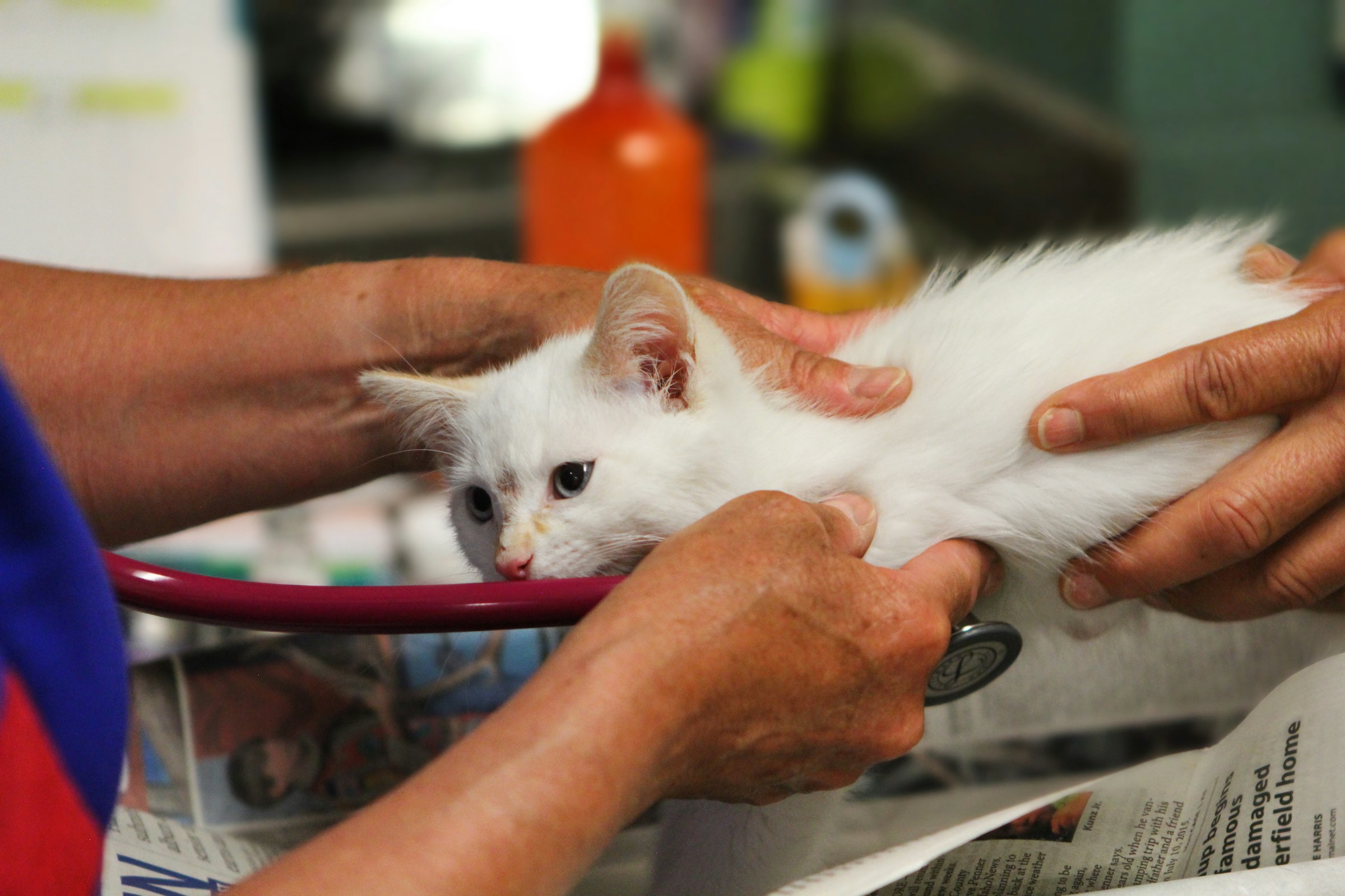 Why Cats Hiss at Their Housemate After a Vet Visit