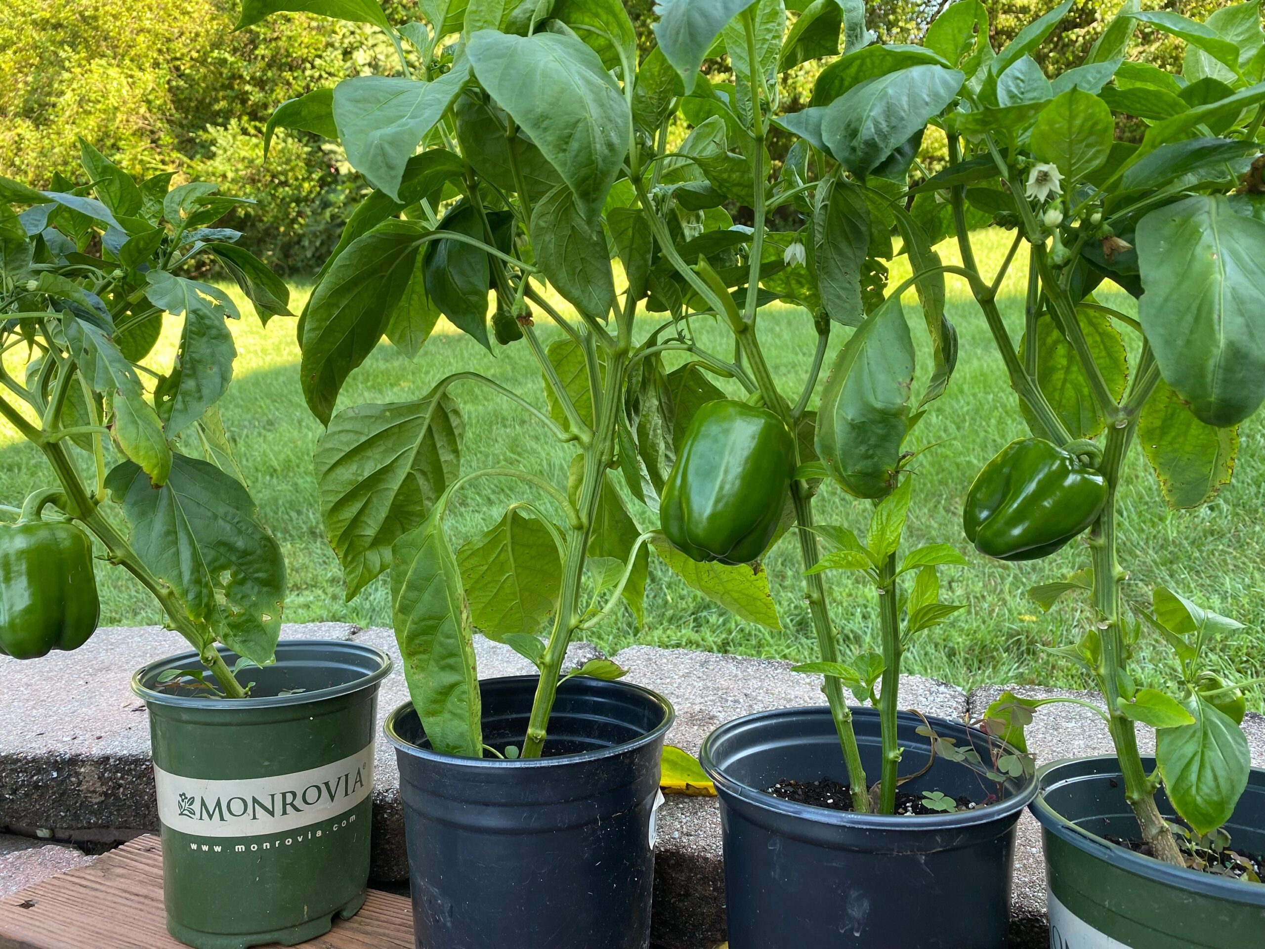 Pepper Plants Can Live for Years if You Bring Them Indoors Before Frost