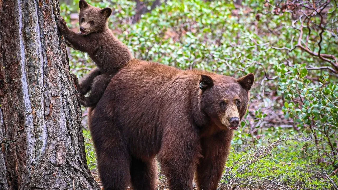 Man and 330-Pound Bear: Inseparable Since 2019